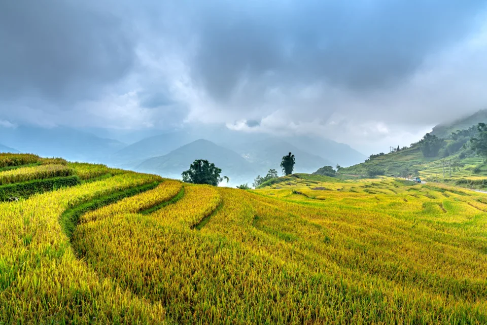 Kho gạo của Nguyễn Thị Kim